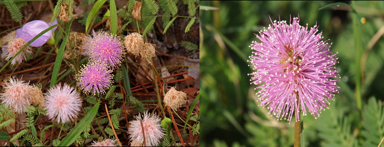 [This flower reminds me of a fourth of July sparkler. Image is two photos spliced together. On the left is a group of blooms. From the stem are dozens of long thin pink spikes emanating in a spherical shape. Each 'spike' has a yellow tip. On the right is a close view of a single bloom which seems to be a bit of a ovalized sphere. There are a few pink spikes which do not have a small sphere on the tip. The spheres on this bloom seem more white than yellow. The stem of this bloom is a brownish green.]